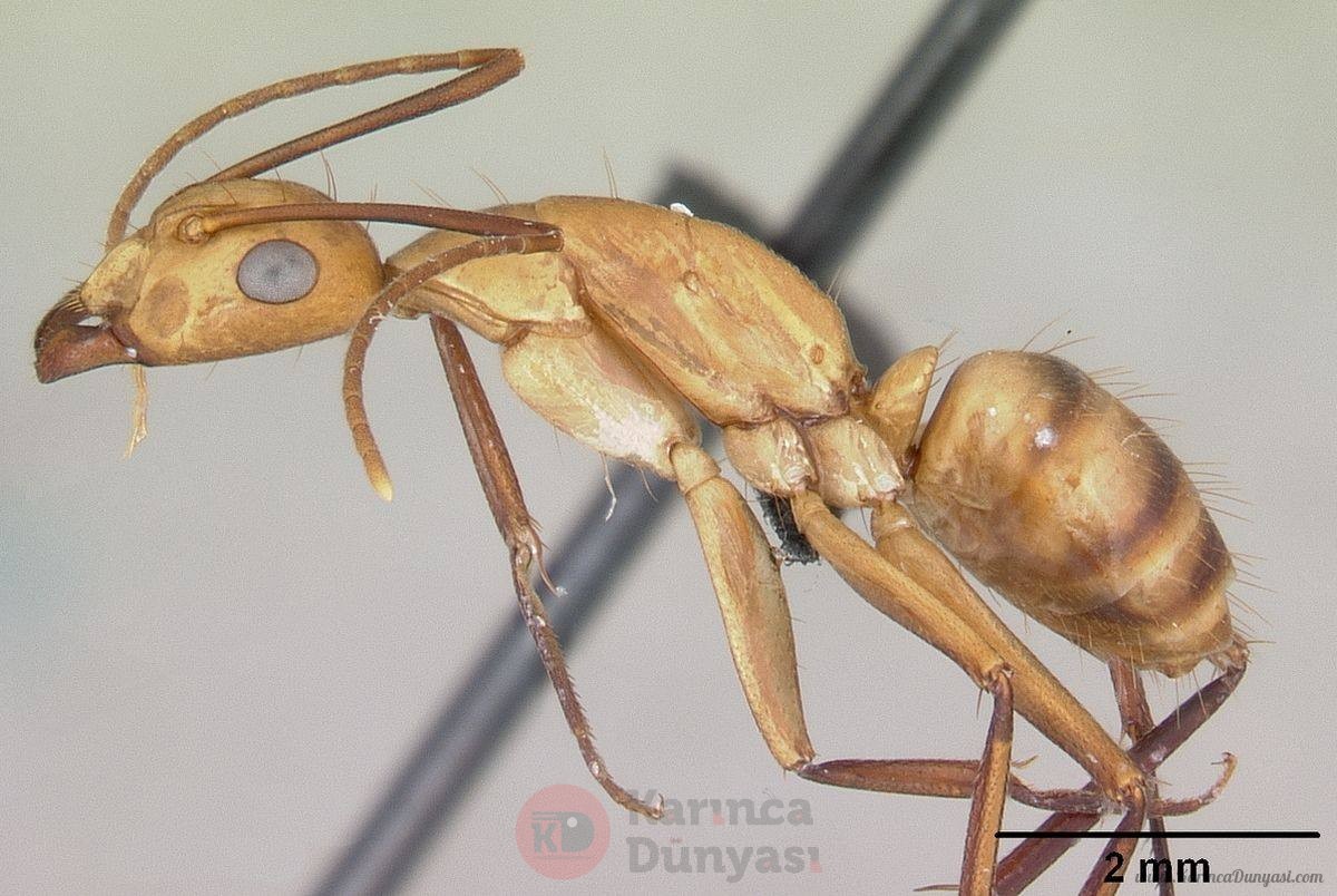 1200px-Camponotus_variegatus_casent0103245_profile_1.jpg