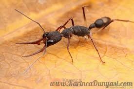 Harpegnathos Venator | Ants, Borneo, Sabah
