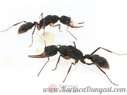 ANTSTORE - Ameisenshop - Ameisen kaufen - Harpegnathos venator