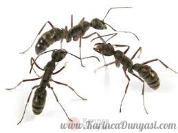 ANTSTORE - Ameisenshop - Ameisen kaufen - Diacamma rugosum