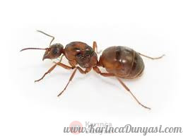 ANTSTORE - Ameisenshop - Ameisen kaufen - Formica (Serviformica ...