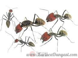 ANTSTORE - Ameisenshop - Ameisen kaufen - Camponotus singularis