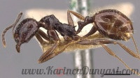 200px-Aphaenogaster_smythiesii_casent0907696_p_1_high.jpg