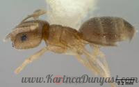 200px-Brachymyrmex_giardi_casent0179482_p_1_high.jpg