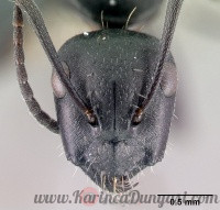200px-Camponotus_gestroi_casent0179873_h_1_high.jpg