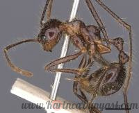 200px-Myrmicaria_arachnoides_casent0900500_p_1_high.jpg