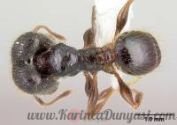200px-Pheidole_fossimandibula_casent0608931_d_1_high.jpg