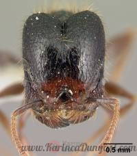 200px-Pheidole_fossimandibula_casent0608931_h_1_high.jpg
