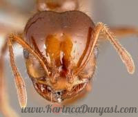 200px-Solenopsis_invicta_casent0005804_head_1.jpg