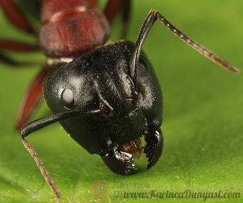 350px-Camponotus_novaeboracensis,_Dummer,_New_Hampshire_(Tom_Murray).jpg