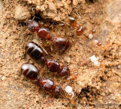 400px-Pheidole_megacephala14-XL.jpg