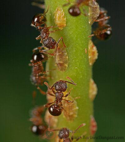 400px-Pristomyrmex_punctatus_with_scale_insects_(Seidai_Nagashima).jpg