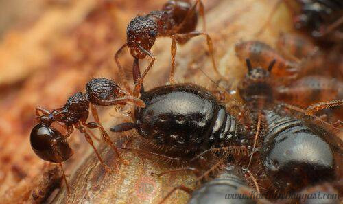 500px-Pristomyrmex_punctatus_with_aphids_(Seidai_Nagashima).jpg