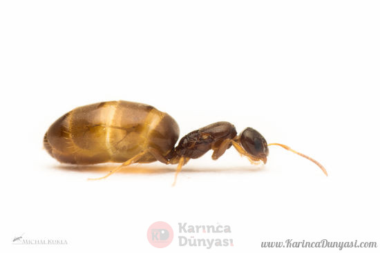550px-Plagiolepis_sp._queen,_Michal_Kukla.jpg