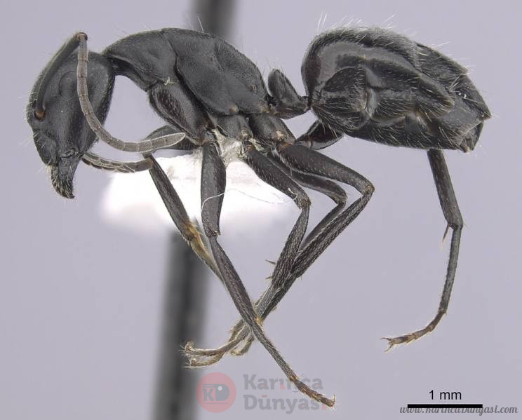 744px-Camponotus_morosus_casent0249339_p_1_high.jpg
