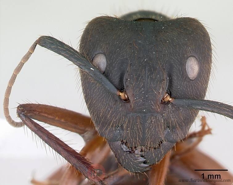 755px-Camponotus_rufipes_casent0173444_head_1.jpg