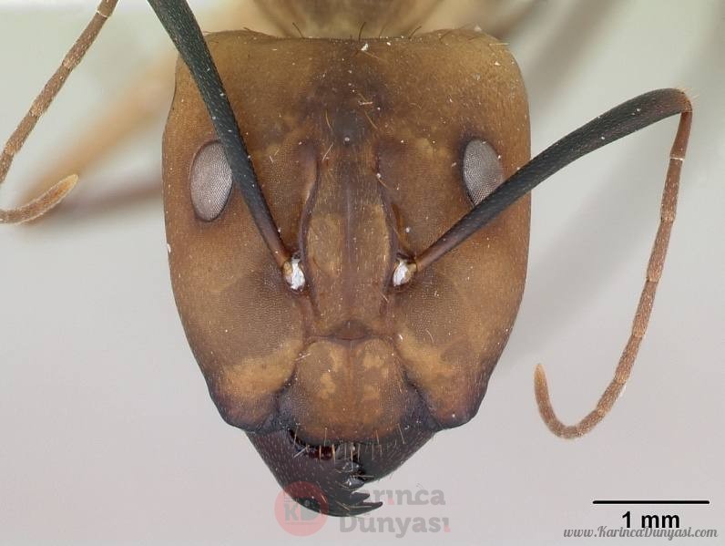 796px-Camponotus_coloratus_casent0173405_head_1.jpg
