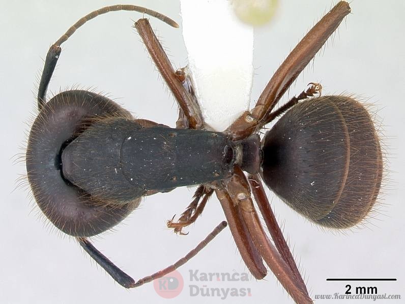 796px-Camponotus_rufipes_casent0173444_dorsal_1.jpg