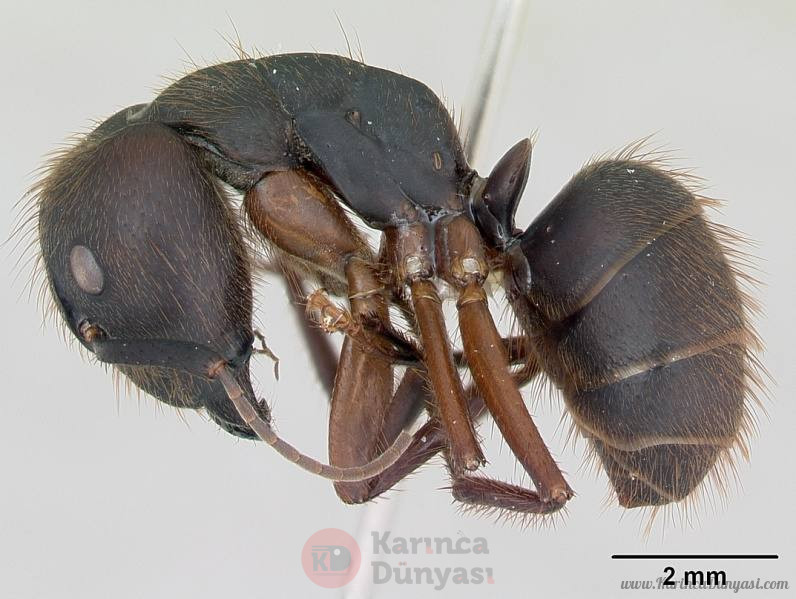 796px-Camponotus_rufipes_casent0173444_profile_1.jpg