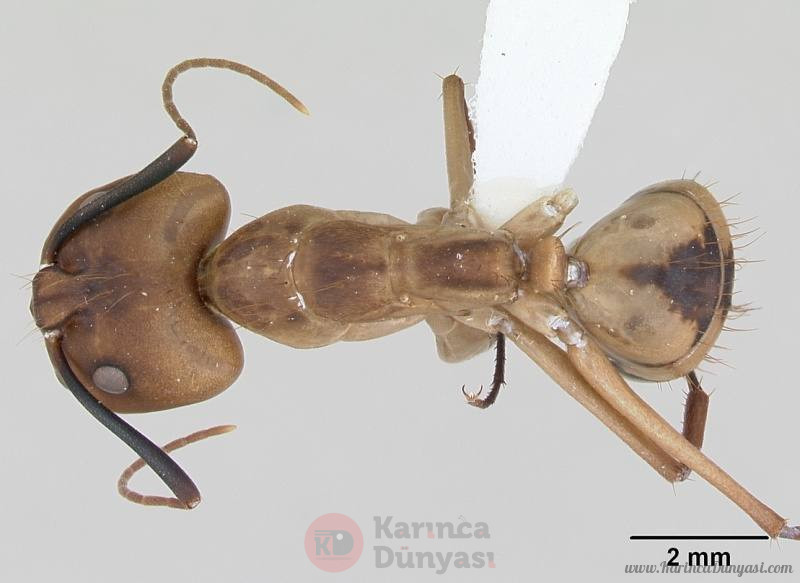800px-Camponotus_coloratus_casent0173405_dorsal_1.jpg