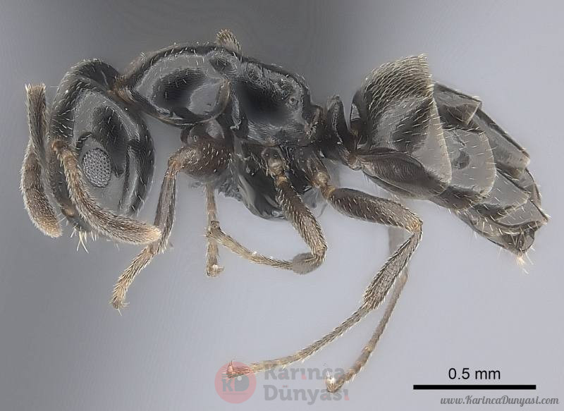 800px-Myrmelachista_chilensis_casent0066292_p_1_high.jpg