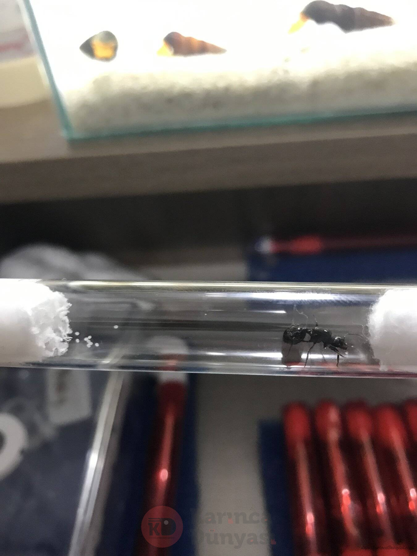 862EFB28-1101-4031-A0ED-C81A65DB49BB.jpeg