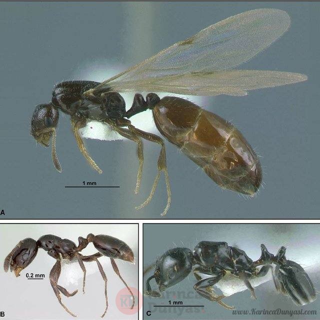 A-Winged-queen-and-B-worker-of-the-formicoid-Monomorium-minimum-group-showing-big_Q640.jpg