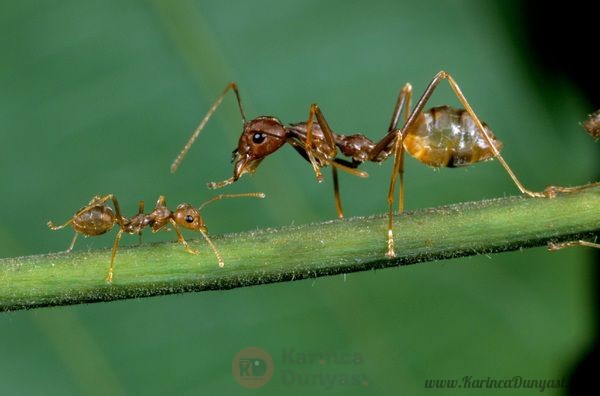african-weaver-ants-oecophylla-longinoda-10161879.jpg