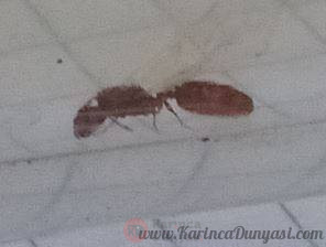 ant2.JPG