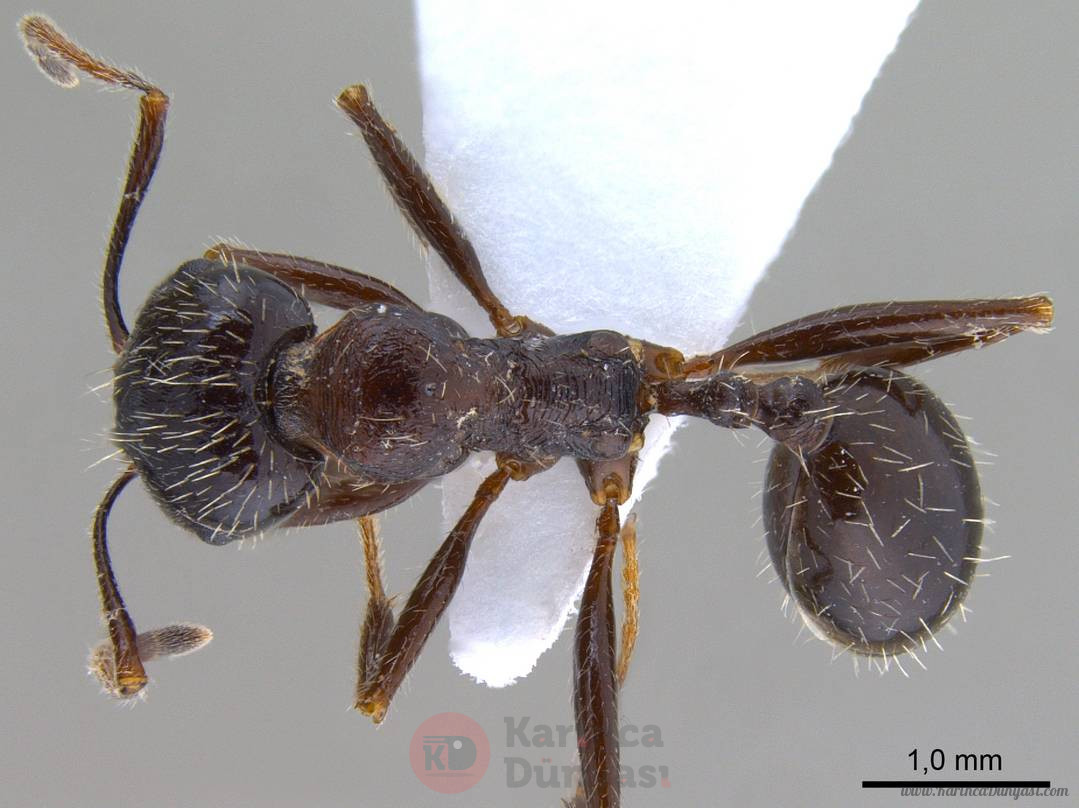 antweb1008070_d_1_high.jpg