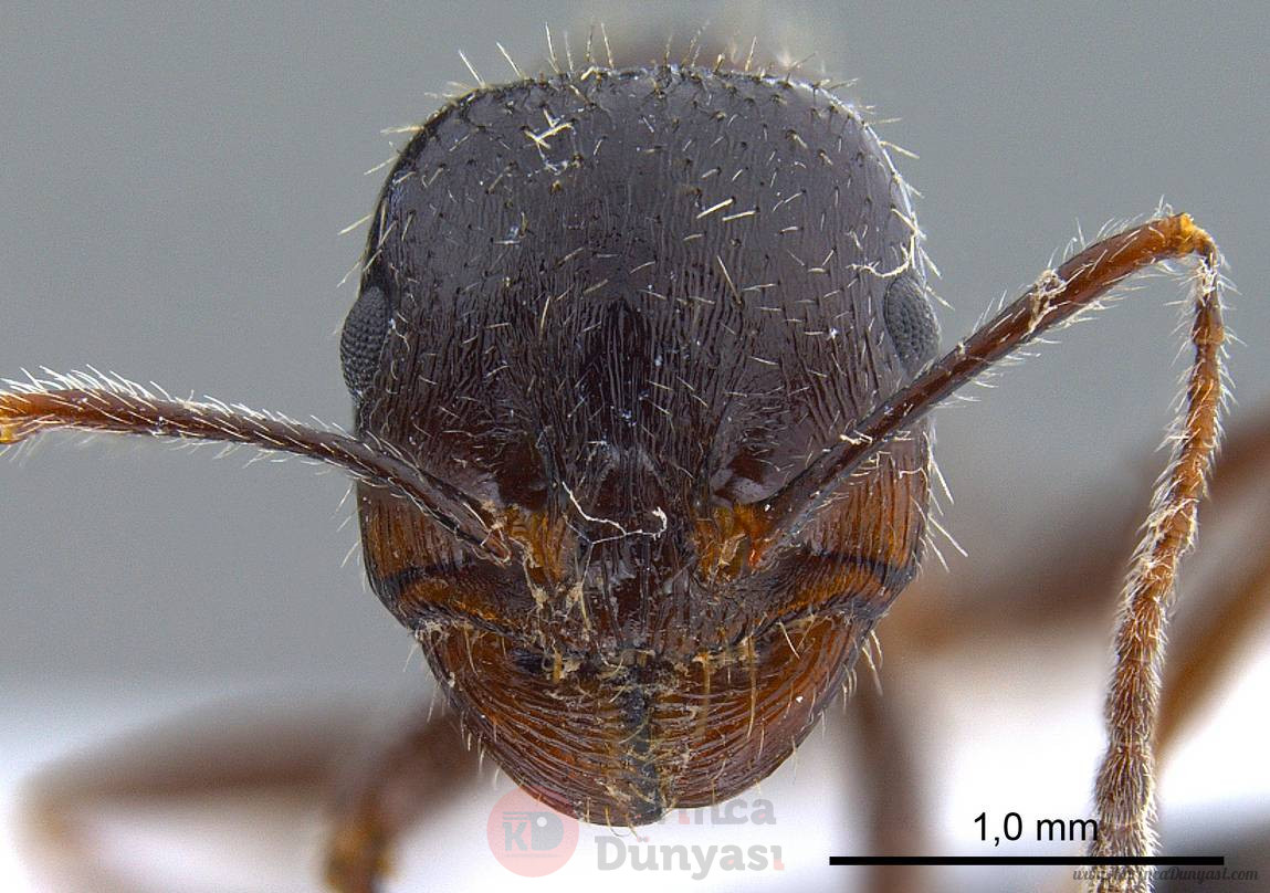 antweb1008070_h_1_high.jpg