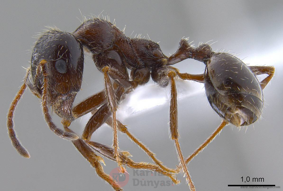 antweb1008070_p_1_high (1).jpg