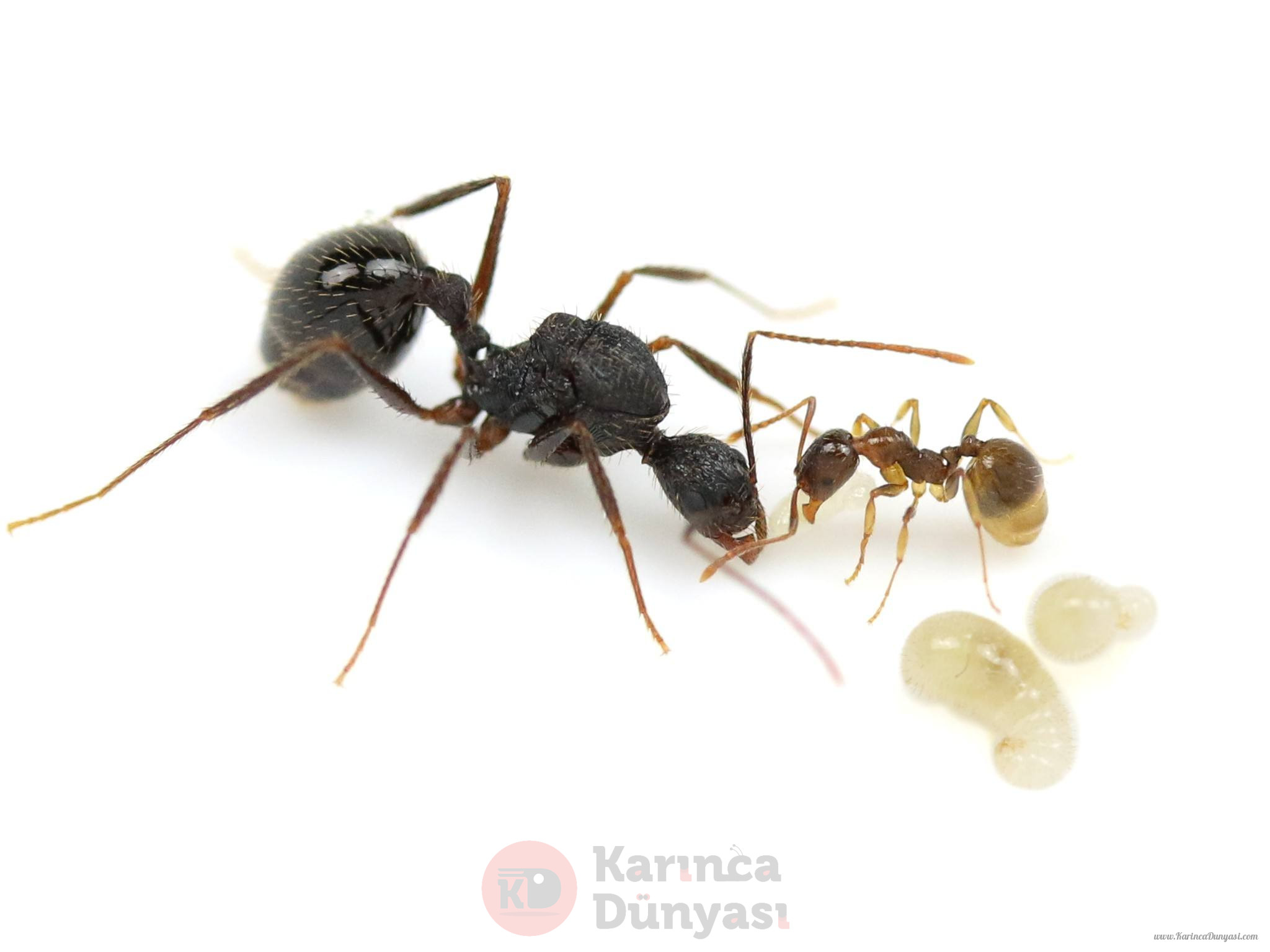 Aphaenogaster beccari.jpg