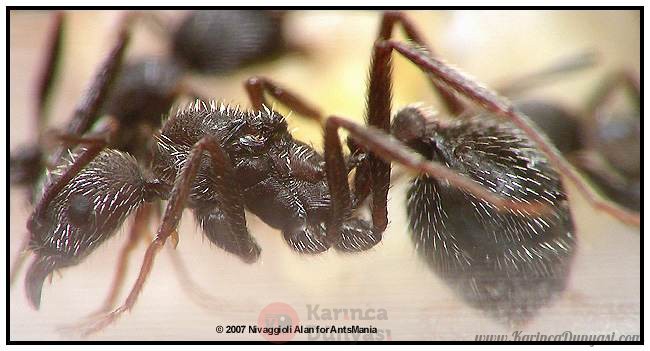 Aphaenogaster-senilis-reine.jpg
