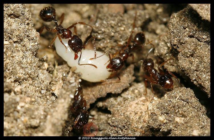 Aphaenogaster-subterranea.jpg