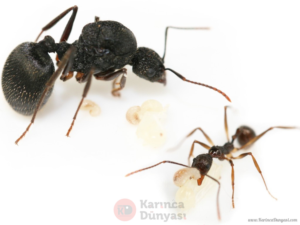 aphaenogaster_smythiesii.jpg