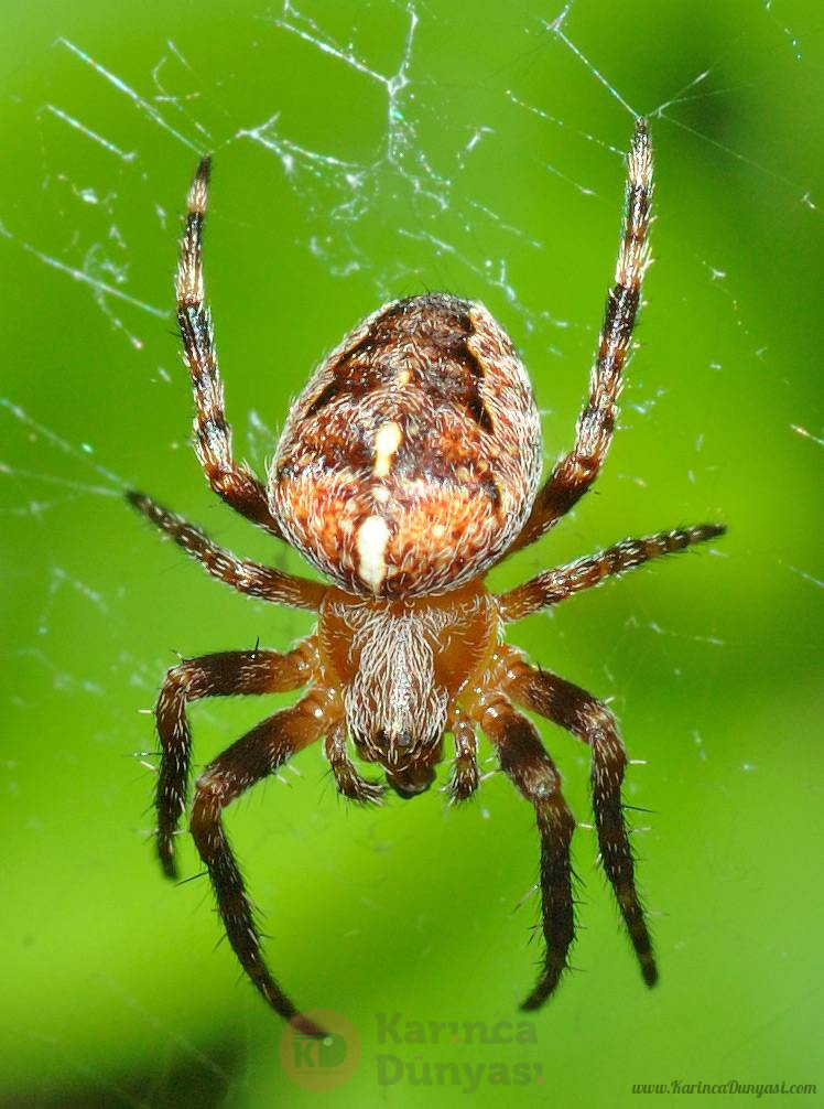 Araneus_diadematus_(aka).jpg