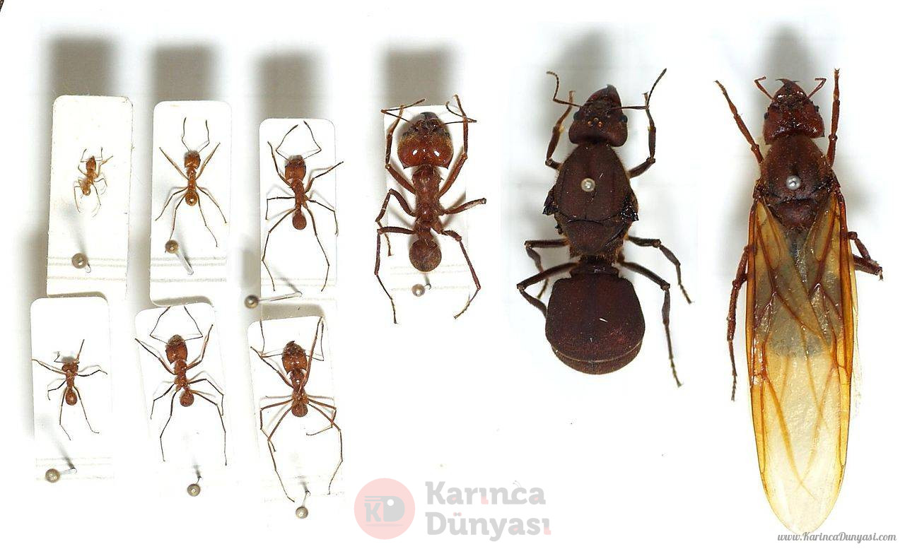 Atta.cephalotes.gamut.selection.jpg