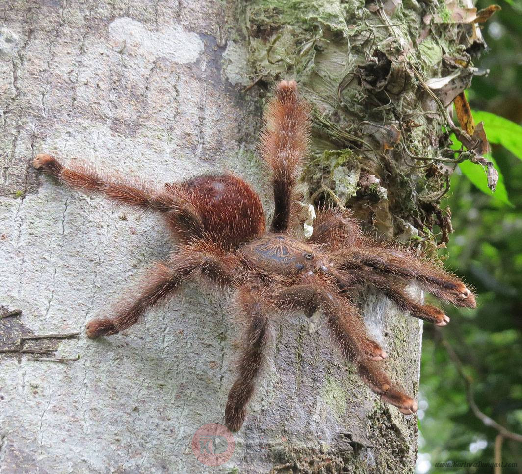 Avicularia huriana.jpg