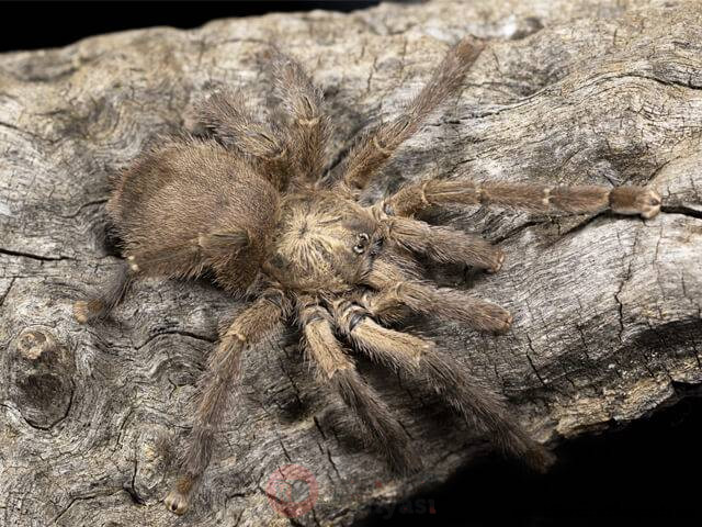 Avicularia laeta.jpg