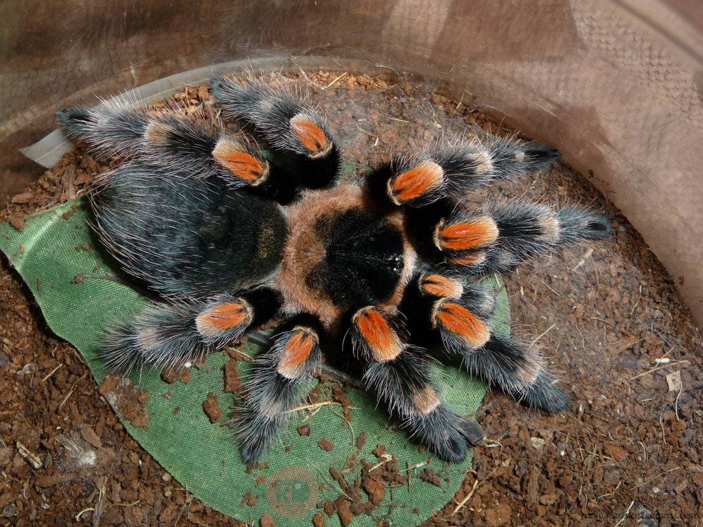 B.-hamorii.jpg