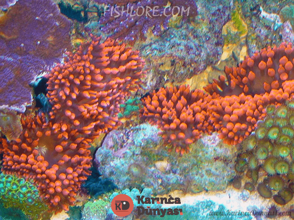 bubble-tip-anemone-lg.png