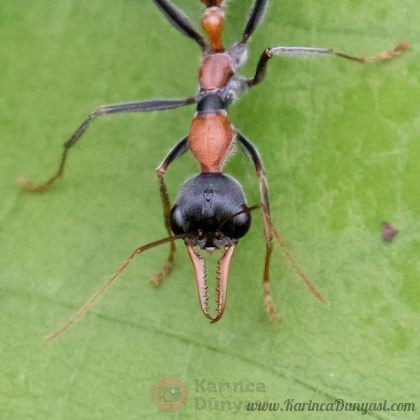 bull ant (myrmecia nigrocincta) 03.jpg