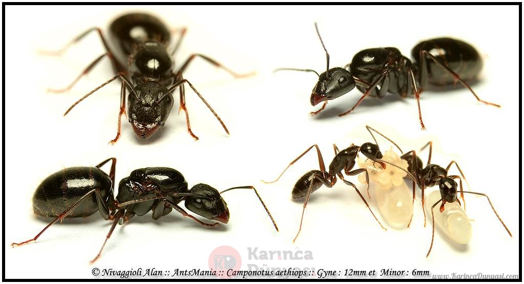 Camponotus-aethiops.jpg
