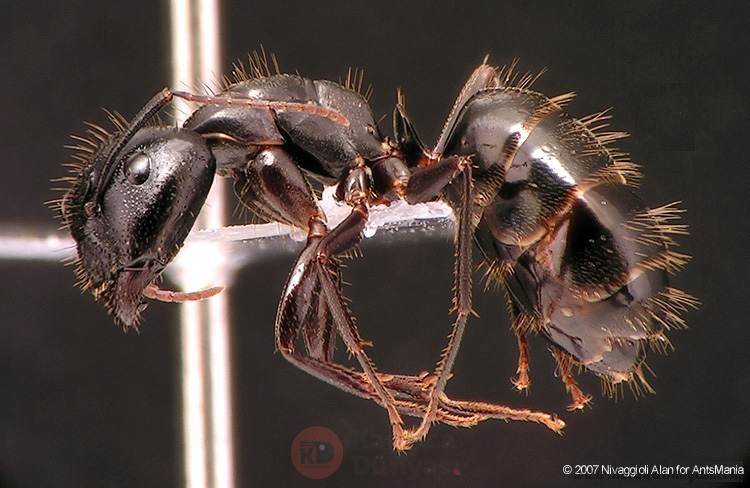 Camponotus-aethiops-major.jpg