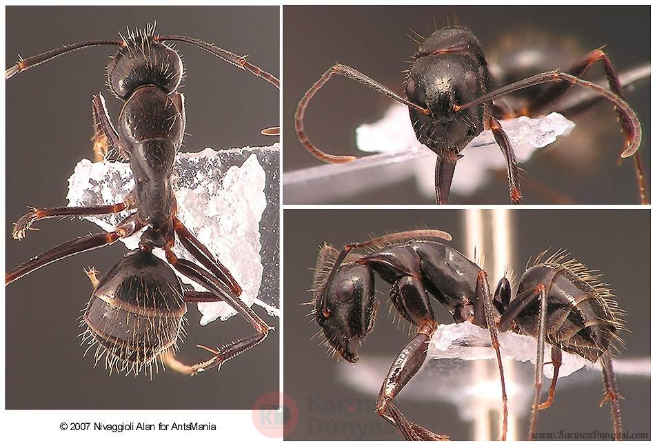 Camponotus-aethiops-minor.jpg