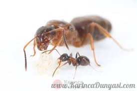 Camponotus arnoldinus.jpg