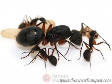 Camponotus- brasiliensis.jpg