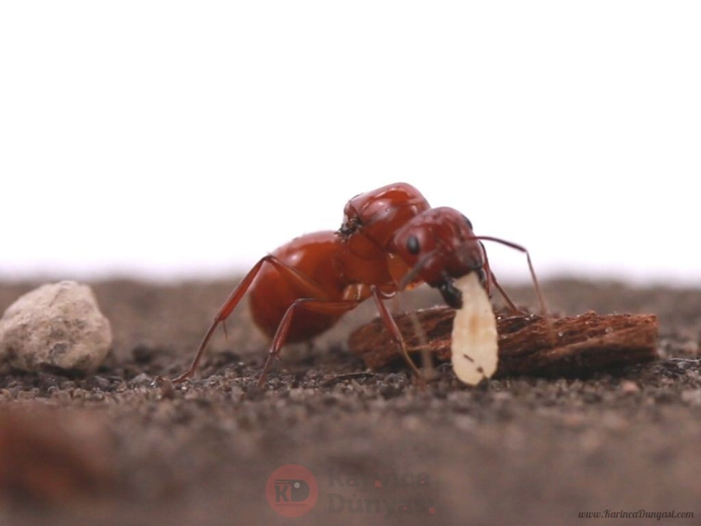 Camponotus castaneus-mit bodengrund_1.jpg