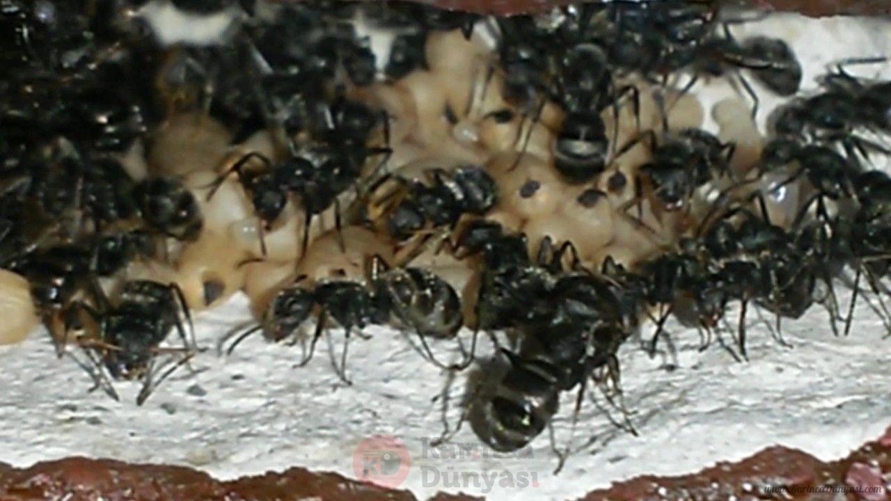Camponotus cf. crassus 2.jpg